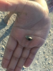Tiny clam